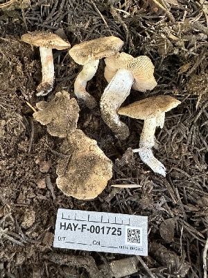  (Entoloma sp. CA46 - HAY-F-001725)  @11 [ ] by-nc (2023) Bat Vardeh Fungal Diversity Survey