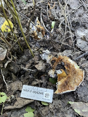  ( - HAY-F-004246)  @11 [ ] by-nc (2023) Jaren Hockert Fungal Diversity Survey