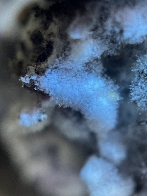  ( - HAY-F-004246)  @11 [ ] by-nc (2023) Jaren Hockert Fungal Diversity Survey