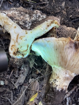  ( - HAY-F-004314)  @11 [ ] by-nc (2023) Jaren Hockert Fungal Diversity Survey