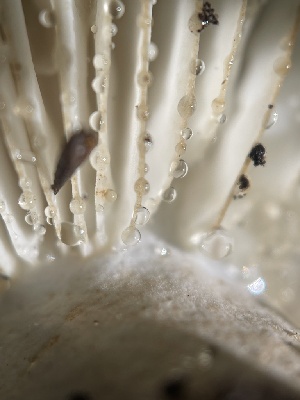  ( - HAY-F-004314)  @11 [ ] by-nc (2023) Jaren Hockert Fungal Diversity Survey