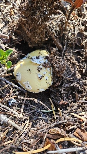  ( - HAY-F-002230)  @11 [ ] by-nc (2023) Thea Chesney Fungal Diversity Survey