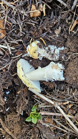  ( - HAY-F-002230)  @11 [ ] by-nc (2023) Thea Chesney Fungal Diversity Survey