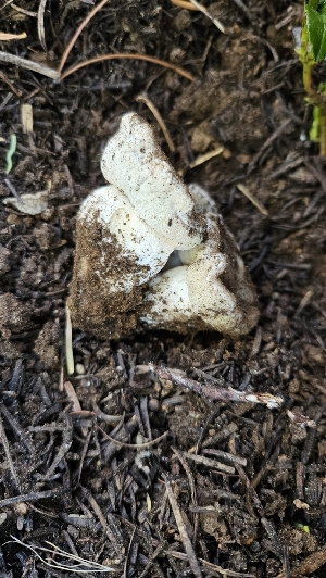  (Boletus subalpinus - HAY-F-002229)  @11 [ ] by-nc (2023) Thea Chesney Fungal Diversity Survey