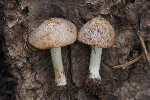  ( - HAY-F-004873)  @11 [ ] by-nc (2023) Warren Cardimona Fungal Diversity Survey