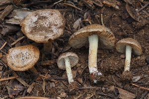  (Inocybe candidipes - HAY-F-004873)  @11 [ ] by-nc (2023) Warren Cardimona Fungal Diversity Survey