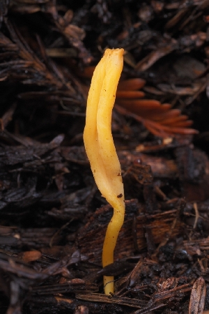  (Clavulinopsis sp. CA06 - HAY-F-005267)  @11 [ ] by-nc (2023) Warren Cardimona Fungal Diversity Survey