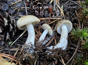  ( - HAY-F-002231)  @11 [ ] by-nc (2023) Thea Chesney Fungal Diversity Survey