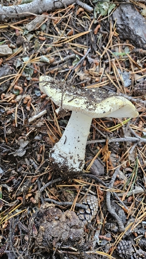  (Amanita sp. pacificogemmata - HAY-F-002234)  @11 [ ] by-nc (2023) Thea Chesney Fungal Diversity Survey