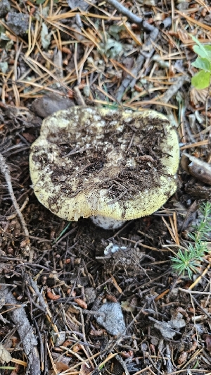  ( - HAY-F-002234)  @11 [ ] by-nc (2023) Thea Chesney Fungal Diversity Survey