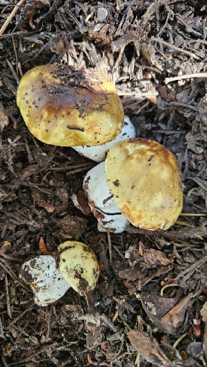  ( - HAY-F-002235)  @11 [ ] by-nc (2023) Thea Chesney Fungal Diversity Survey