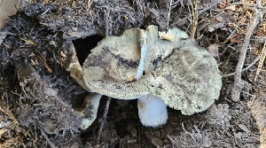  (Russula sp. Woo15 - HAY-F-002236)  @11 [ ] by-nc (2023) Thea Chesney Fungal Diversity Survey