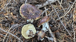  (Russula sp. pseudodecolorans - HAY-F-002238)  @11 [ ] by-nc (2023) Thea Chesney Fungal Diversity Survey