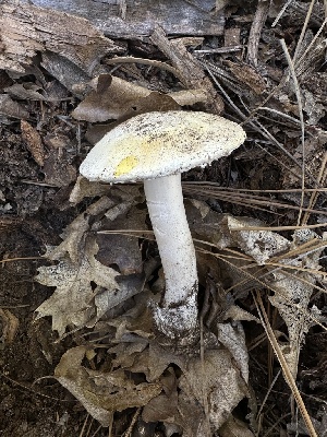  ( - HAY-F-005688)  @11 [ ] c (2023) Rudy Diaz Fungal Diversity Survey