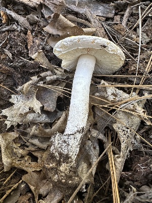  ( - HAY-F-005688)  @11 [ ] c (2023) Rudy Diaz Fungal Diversity Survey