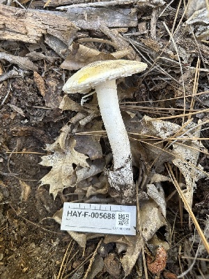  ( - HAY-F-005688)  @11 [ ] c (2023) Rudy Diaz Fungal Diversity Survey