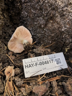  ( - HAY-F-004817)  @11 [ ] by-nc (2023) Dean Lyons Fungal Diversity Survey