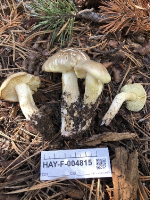  ( - HAY-F-004815)  @11 [ ] by-nc (2023) Dean Lyons Fungal Diversity Survey