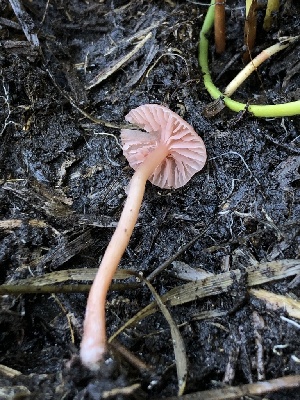  (Laccaria sp. pumila-CA01 - HAY-F-004814)  @11 [ ] by-nc (2023) Dean Lyons Fungal Diversity Survey