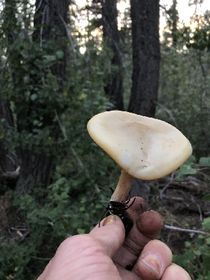  ( - HAY-F-004802)  @11 [ ] by-nc (2023) Dean Lyons Fungal Diversity Survey