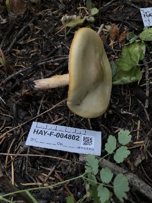  ( - HAY-F-004802)  @11 [ ] by-nc (2023) Dean Lyons Fungal Diversity Survey