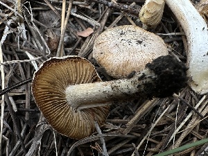  ( - HAY-F-005650)  @11 [ ] c (2023) Rudy Diaz Fungal Diversity Survey