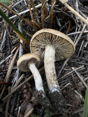  ( - HAY-F-005649)  @11 [ ] c (2023) Rudy Diaz Fungal Diversity Survey