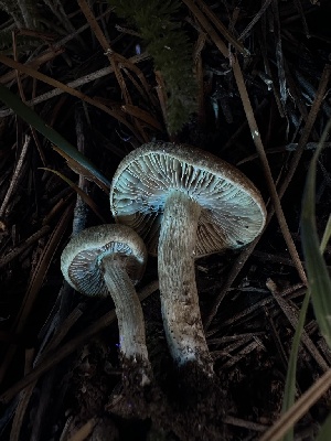  ( - HAY-F-005649)  @11 [ ] c (2023) Rudy Diaz Fungal Diversity Survey