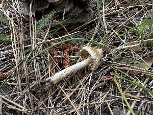  ( - HAY-F-005651)  @11 [ ] c (2023) Rudy Diaz Fungal Diversity Survey