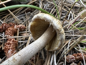  ( - HAY-F-005651)  @11 [ ] c (2023) Rudy Diaz Fungal Diversity Survey