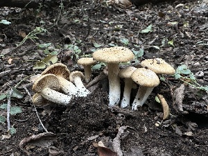  ( - HAY-F-005657)  @11 [ ] c (2023) Rudy Diaz Fungal Diversity Survey