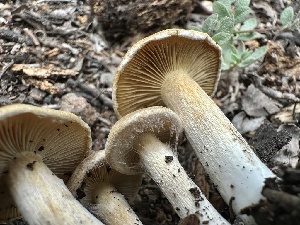  ( - HAY-F-005657)  @11 [ ] c (2023) Rudy Diaz Fungal Diversity Survey