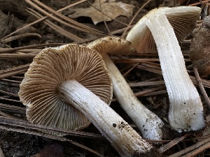  ( - LA-F-000162)  @11 [ ] c (2023) Rudy Diaz Fungal Diversity Survey