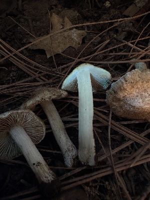  ( - LA-F-000162)  @11 [ ] c (2023) Rudy Diaz Fungal Diversity Survey