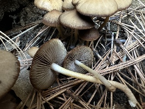  ( - LA-F-000107)  @11 [ ] c (2023) Rudy Diaz Fungal Diversity Survey