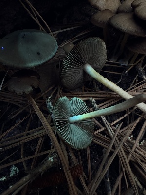 ( - LA-F-000107)  @11 [ ] c (2023) Rudy Diaz Fungal Diversity Survey