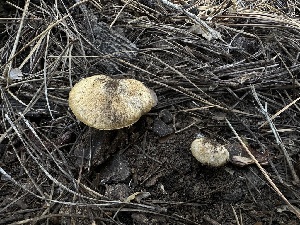  ( - LA-F-000115)  @11 [ ] c (2023) Rudy Diaz Fungal Diversity Survey