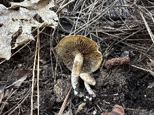  ( - LA-F-000115)  @11 [ ] c (2023) Rudy Diaz Fungal Diversity Survey