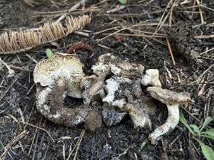  ( - LA-F-000167)  @11 [ ] c (2023) Rudy Diaz Fungal Diversity Survey