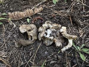  ( - LA-F-000167)  @11 [ ] c (2023) Rudy Diaz Fungal Diversity Survey