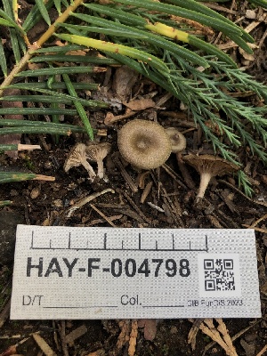  ( - HAY-F-004798)  @11 [ ] by-nc (2023) Dean Lyons Fungal Diversity Survey