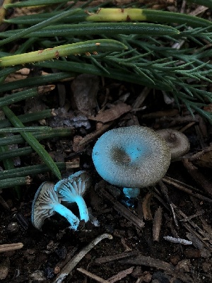  ( - HAY-F-004798)  @11 [ ] by-nc (2023) Dean Lyons Fungal Diversity Survey