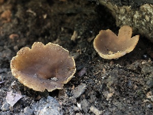  ( - HAY-F-004787)  @11 [ ] by-nc (2023) Dean Lyons Fungal Diversity Survey