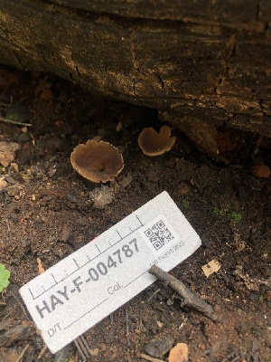  ( - HAY-F-004787)  @11 [ ] by-nc (2023) Dean Lyons Fungal Diversity Survey