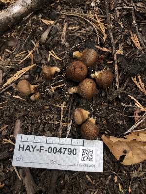  ( - HAY-F-004790)  @11 [ ] by-nc (2023) Dean Lyons Fungal Diversity Survey