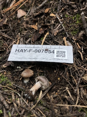  (Inocybe sp. CA37 - HAY-F-007054)  @11 [ ] by-nc (2023) Dean Lyons Fungal Diversity Survey