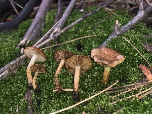  ( - HAY-F-006973)  @11 [ ] by-nc (2023) Dean Lyons Fungal Diversity Survey