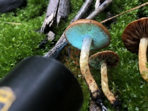  ( - HAY-F-006973)  @11 [ ] by-nc (2023) Dean Lyons Fungal Diversity Survey
