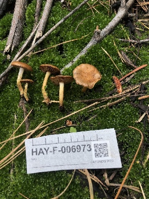  ( - HAY-F-006973)  @11 [ ] by-nc (2023) Dean Lyons Fungal Diversity Survey