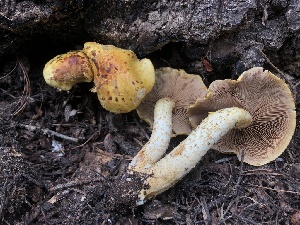  ( - HAY-F-007169)  @11 [ ] by-nc (2023) Dean Lyons Fungal Diversity Survey